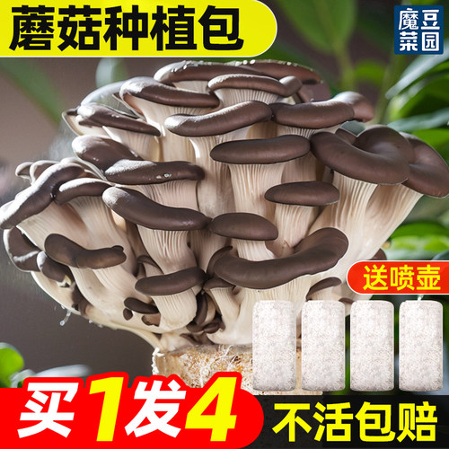 魔豆菜园蘑菇种植包菌包