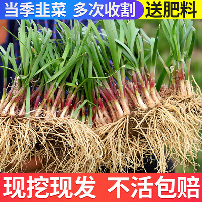 韭菜根苗现挖宽叶紫根四季盆栽