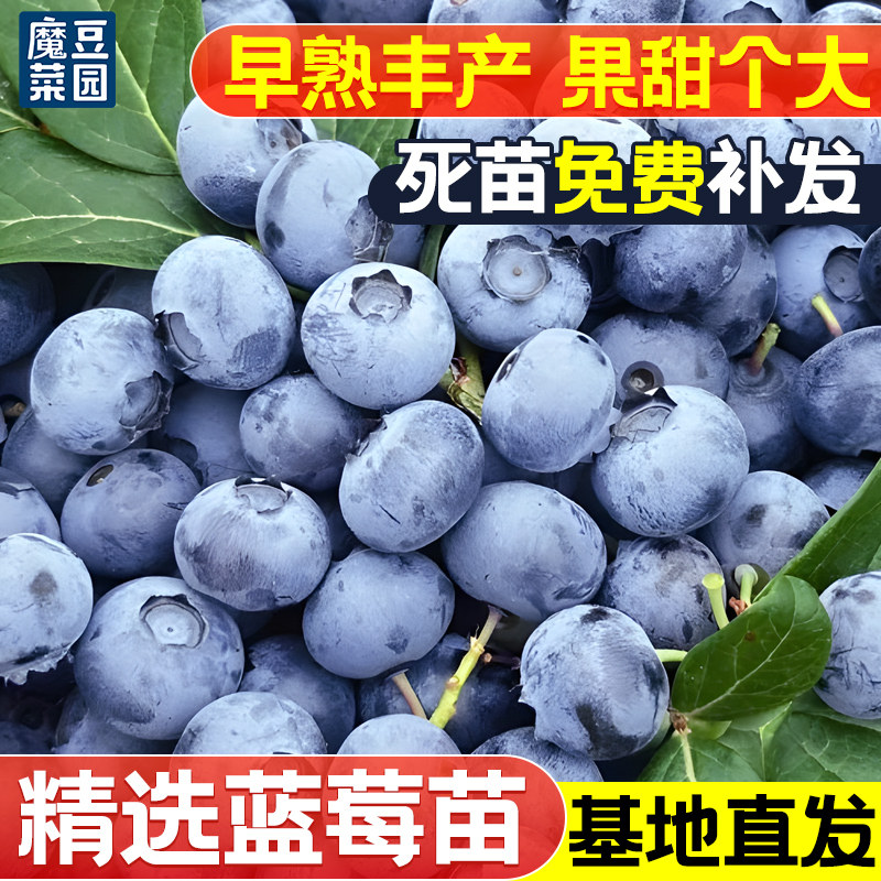 精选蓝莓苗果树苗基地直发早熟丰产果甜个发盆栽树苗阳台盆栽地栽