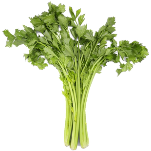 芹菜苗芹菜根栽培春季种籽特色蔬菜幼苗大批量南方阳台菜苗种子