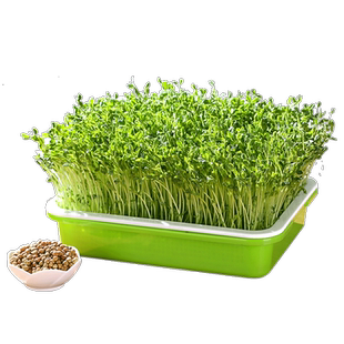 芽苗菜种孑豌豆苗大麦小麦松柳麻豌豆香椿种籽豆芽菜种子水培蔬菜