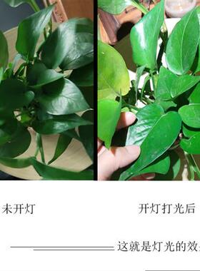 E大螺口螺纹射灯COB聚光打光灯KWLED光源节能超亮