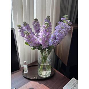 a级重瓣紫罗兰鲜花冬季花期超长室内水培插花云南基地直发包邮