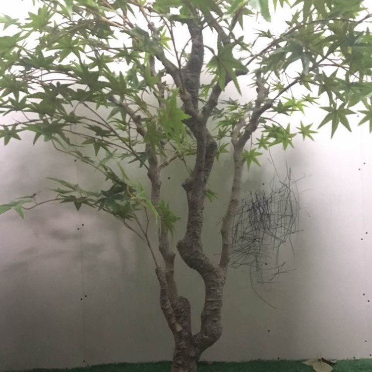 枫树假树盆栽客厅落地装饰植物树园林庭院摆件树绿植
