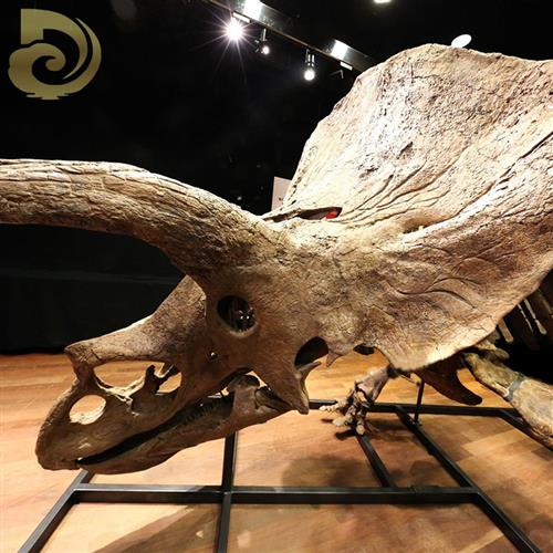 大型仿真三角龙恐龙骨架室内博物馆恐龙骨骼化石展览模型侏罗纪