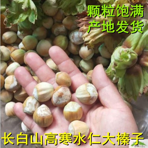 包邮新货东北长白山大榛子