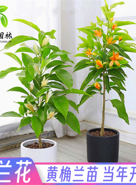 盆栽白兰花树苗黄桷兰花别墅庭院室内大型花卉四季常青浓香风景树