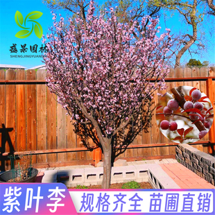 紫叶李树苗工程紫叶李树红叶李子树苗木正宗园林绿化紫叶李子树苗