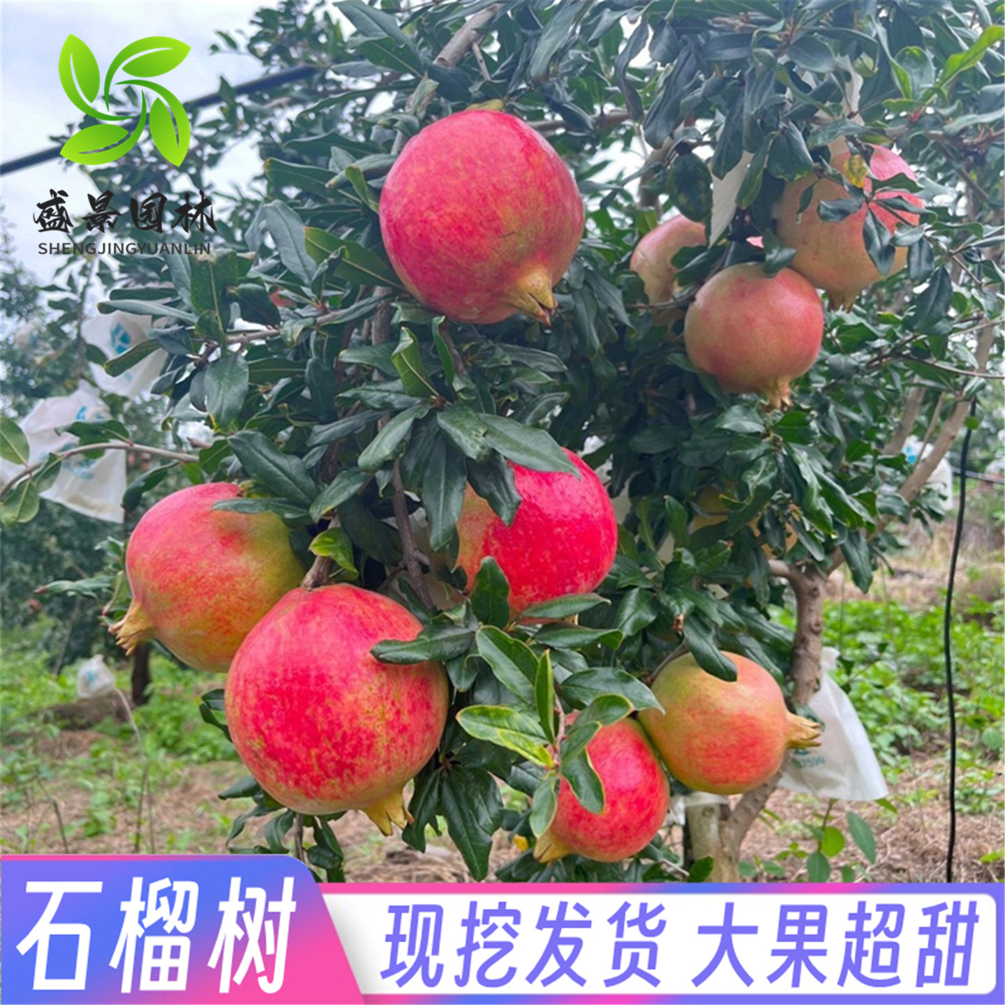 南北方结果软籽老桩地栽石榴树