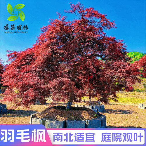 进口原生垂枝外山稻叶造型羽毛枫