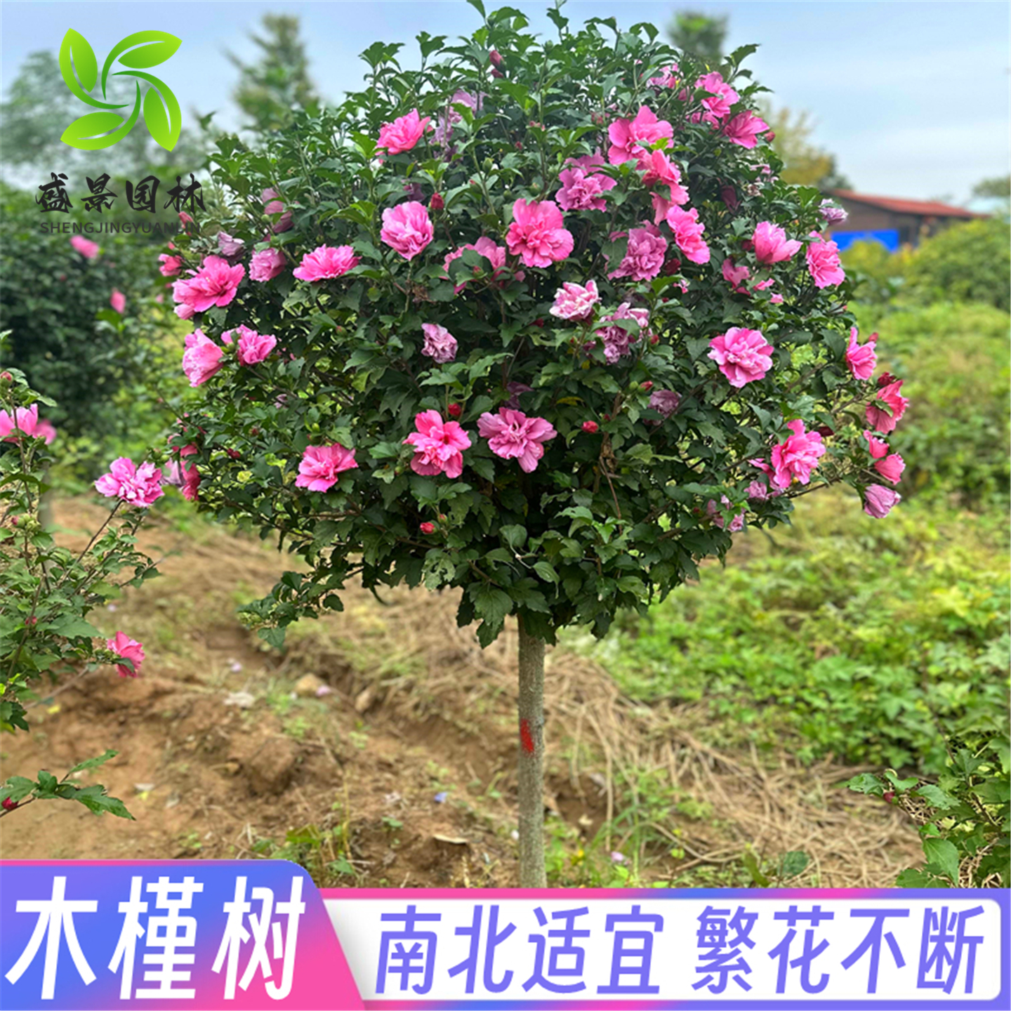 木槿花盆栽重瓣木槿棒棒糖花苗庭院绿化地栽风景树可食用木槿树苗