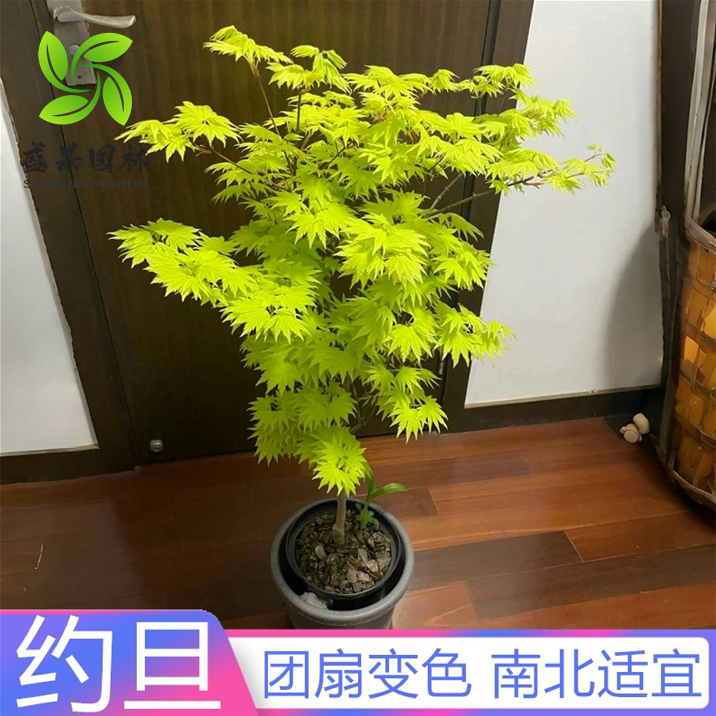 约旦枫树黄金枫日本红枫流泉枫