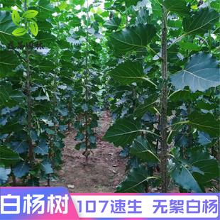 无絮杨树苗白杨树苗白杨树107速生杨树苗绿化植树造林白杨扦插条