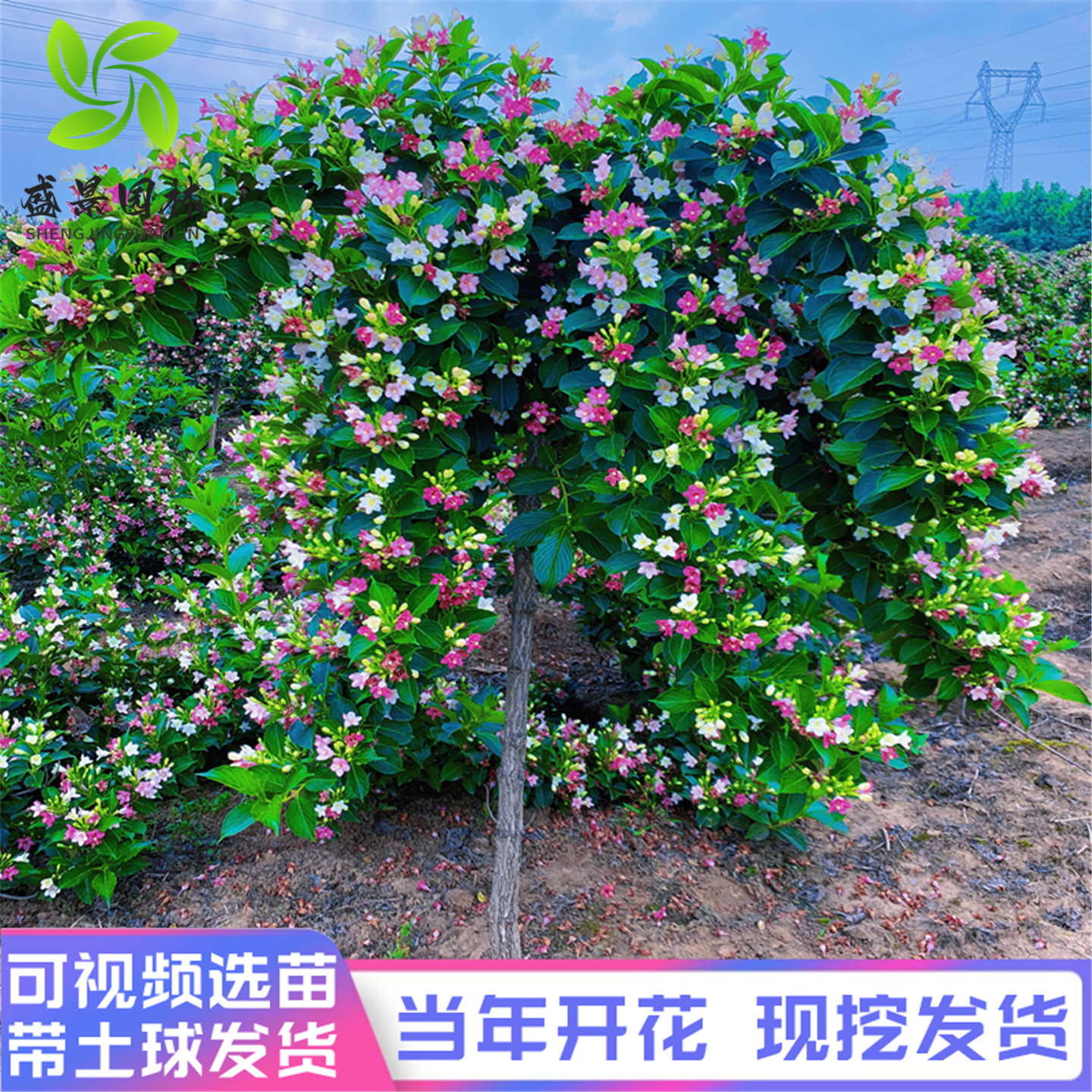 锦带花当年开花假一赔十视频选苗