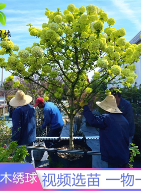 中华木本绣球树苗大花斗球白麻球苗庭院别墅耐寒盆栽风景树绣球花