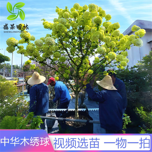 中华木本绣球开花包对版假一赔十