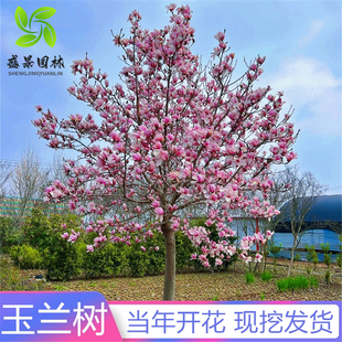 玉兰花树苗大型庭院红白黄紫玉兰带花苞树苗盆栽绿化耐寒风景树苗