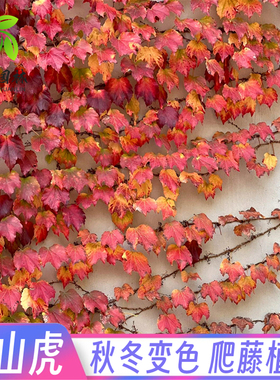 爬山虎苗五叶地锦庭院耐寒四季常青爬藤攀援植物三叶地锦爬墙虎苗