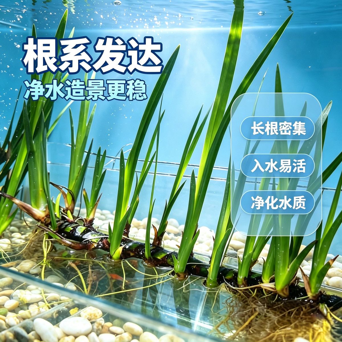 水培龙根菖蒲带新芽净化水体室内水培造景庭院水景龟缸水生植物
