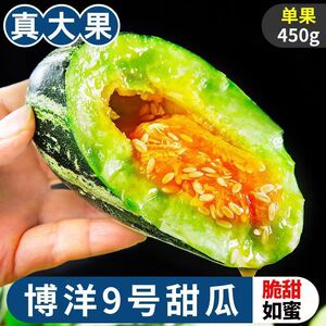现摘头茬山东博洋9号甜瓜水果当季蜜瓜脆瓜香瓜九号自己种