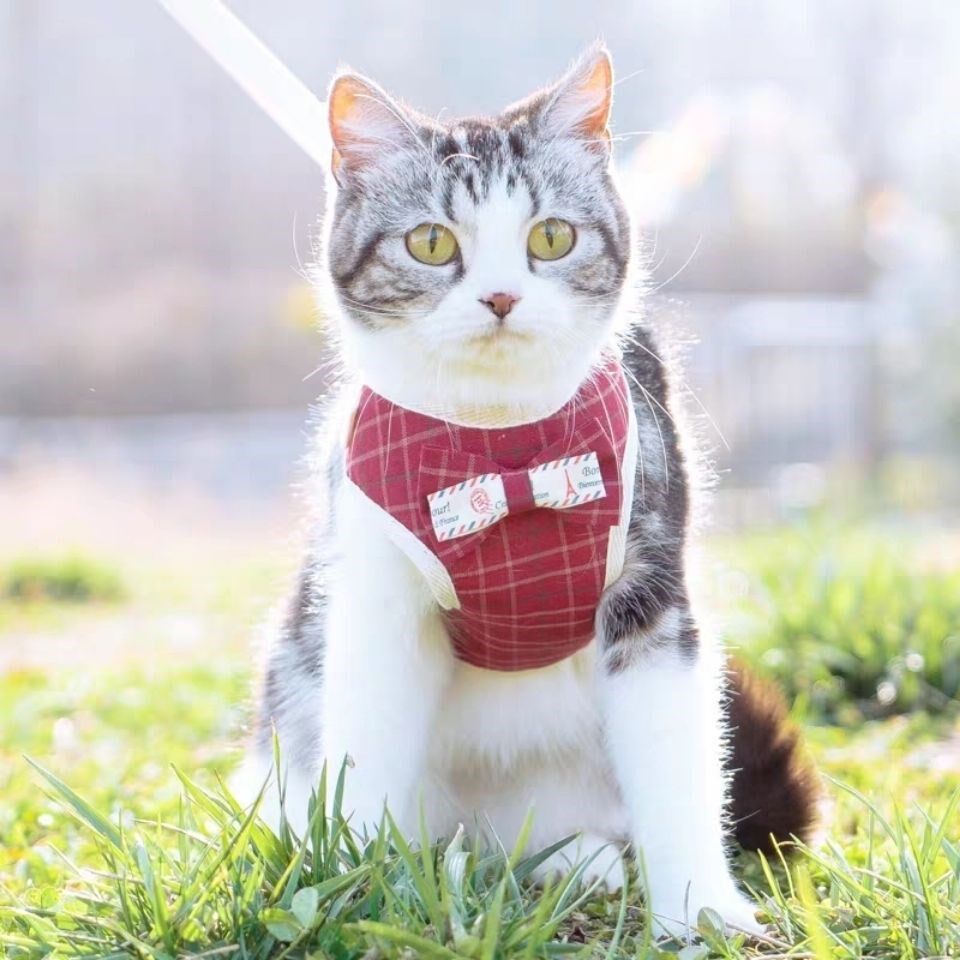 猫咪牵引绳小猫溜猫绳防挣脱猫链子溜猫绳猫绳子牵引猫带