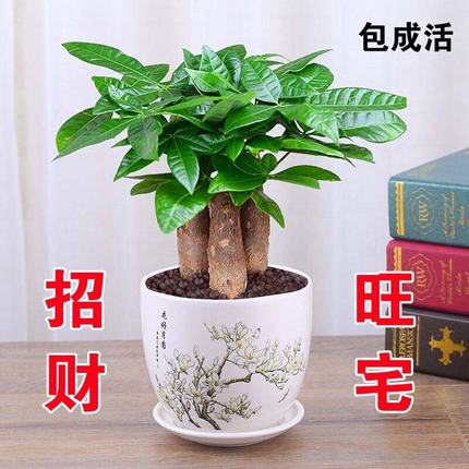 发财树盆栽室内花卉小盆景植物摇钱树花苗客厅花卉绿植吸甲醛植物