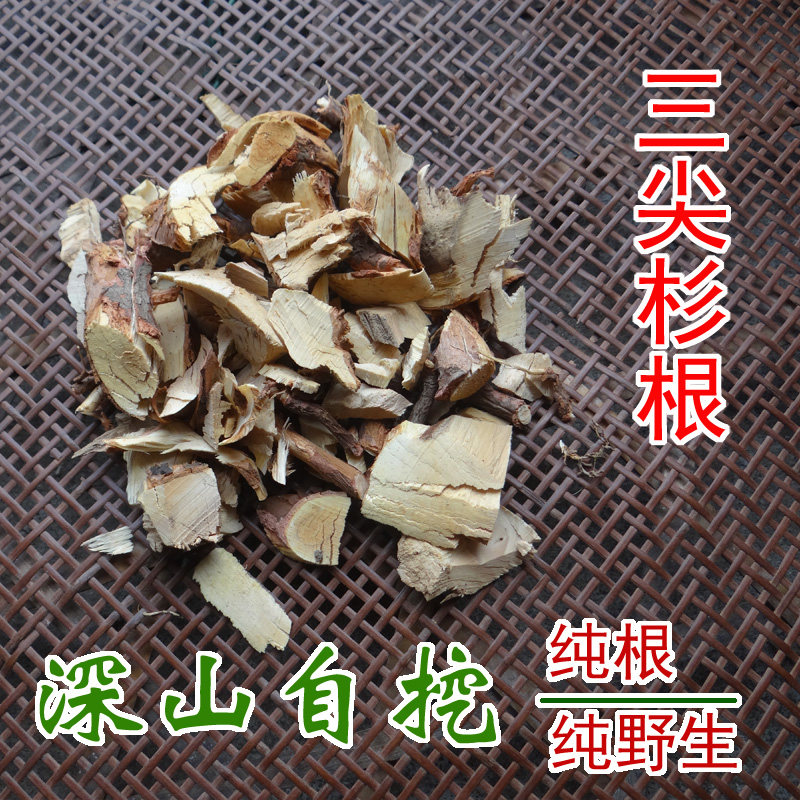 中药材三尖杉根 榧子树根 石榧根 藏杉根 纯根 新鲜晒干 500g