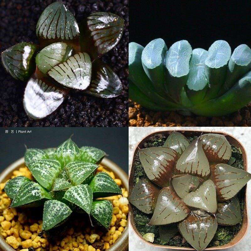 玉露大颗 超大带盆栽好含盆客厅多肉植物室内卧室小迷你可爱透明