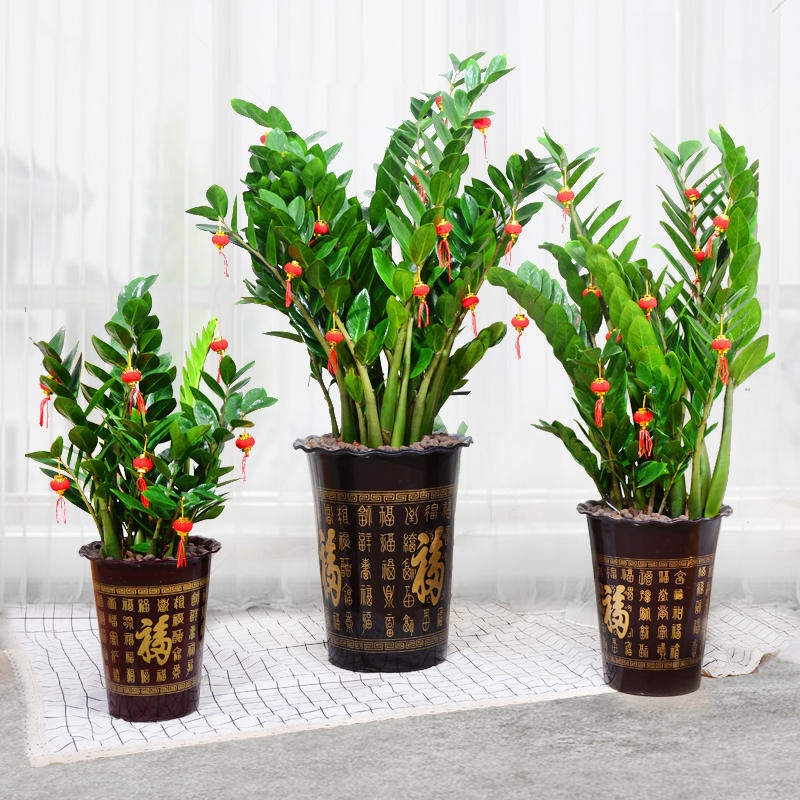 绿植客厅大颗好养金钱树树木盘栽植物适合客厅放的电视柜两边