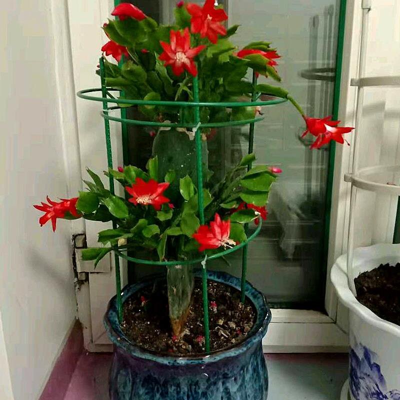 昙花架子支架固定工具庭院实用园艺室内中式户外围墙固定架花盆u.