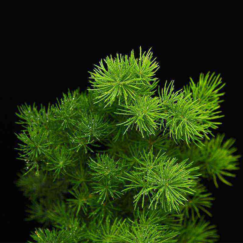 蓬莱松盆栽净化空气盆景植物室内四季常青客厅生肖猴年小花卉