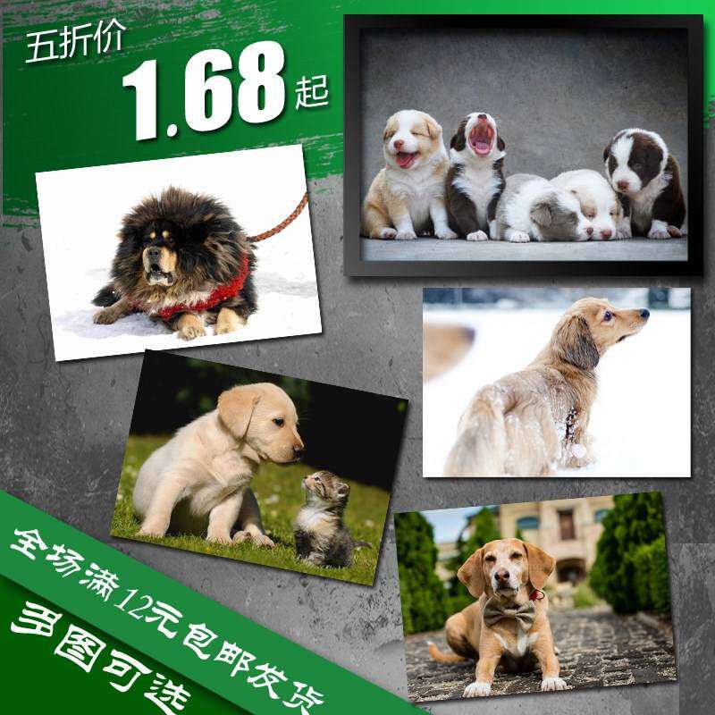 狗 宠物 斑点狗 藏獒 海报 装饰画 墙画挂画 实木相框 画框有框画