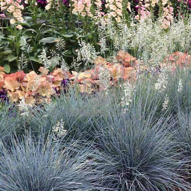 沐子哥庭院观赏草蓝羊茅花园绿化多年生耐寒以利亚蓝