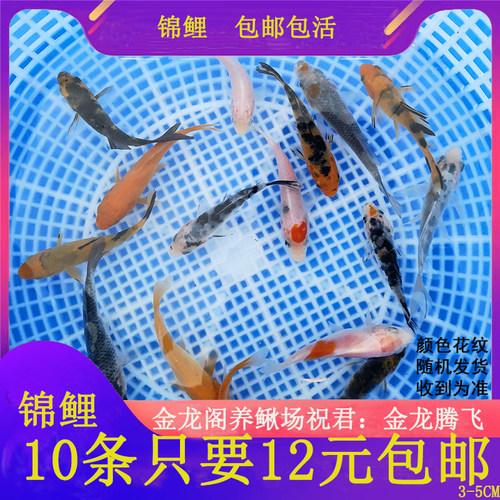 当岁草金鱼苗纯种水花