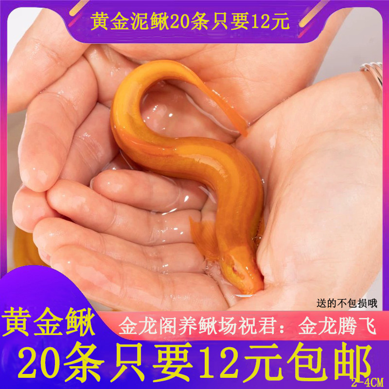小金龙泥鳅淡水清道夫锦鲤鱼苗