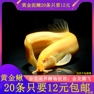 黄金泥鳅20条12元水花鱼苗观赏鱼金龙鳅苗冷水清道夫淡水鱼清洁鱼
