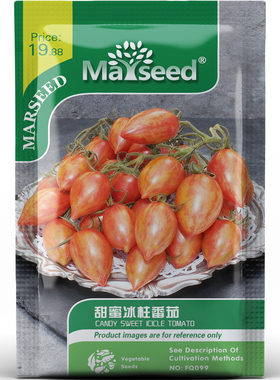甜蜜冰柱番茄种子种苗红金条纹尖椭红果甜爽多汁高产庭院蔬菜C208