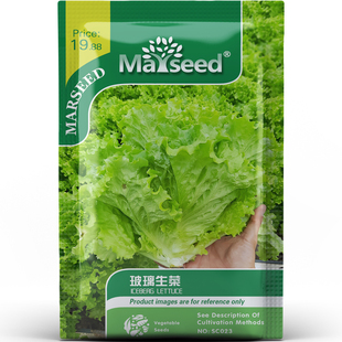 玻璃生菜种子种苗玉色卷叶水晶质感手摘凉润多汁生食沙拉蔬菜C174