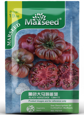 老式风味黑色马蹄巨型牛排番茄种孑子籽果肉厚实产量高口感好蔬果