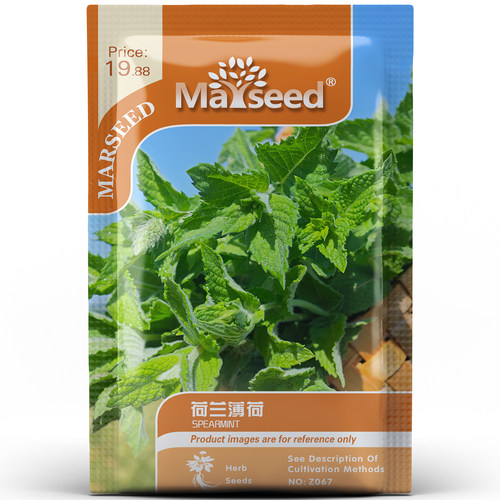 荷兰薄荷种子多年生绿薄荷种子