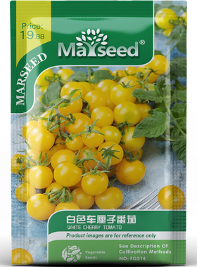 高糖白色车厘子樱桃番茄甜润多汁小果玲珑家庭园艺好蔬菜种子种苗