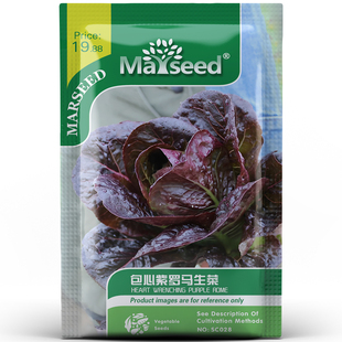 包心紫罗马生菜富含花青素叶片紫红脆嫩西式餐点摆盘蔬菜种孑子籽