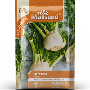 茴香种子种苗球茎脆嫩叶茎籽三用意大利风味沙拉炖汤香料香草C149