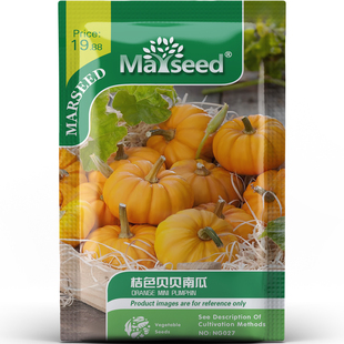 迷你甜糯桔色贝贝南瓜金黄果肉板栗香气高产丰富家庭蔬菜种子种苗