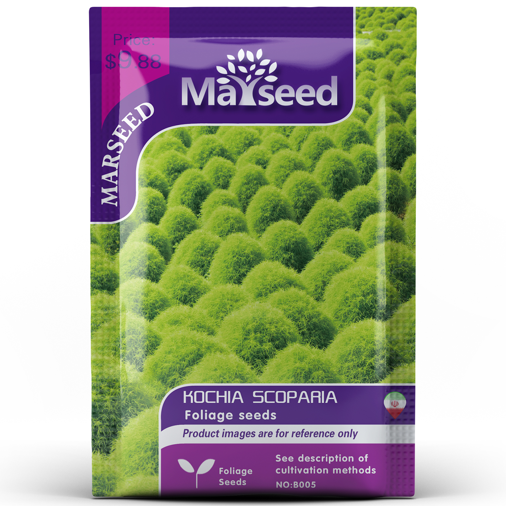 进口绿色地肤扫帚苗观赏花卉种子