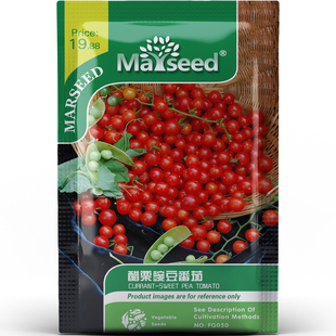 醋栗豌豆番茄种子种苗迷你深红甜带酒味高产沙拉装饰盆栽蔬菜C022