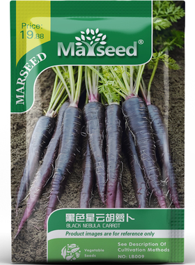 黑色星云胡萝卜种子种苗紫黑渐变肉质花青素浓缩果汁染料蔬菜C196