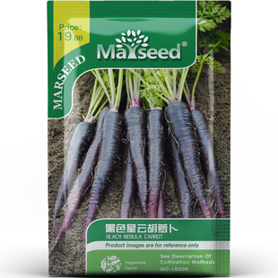 黑色星云胡萝卜种子种苗紫黑渐变肉质花青素浓缩果汁染料蔬菜C196