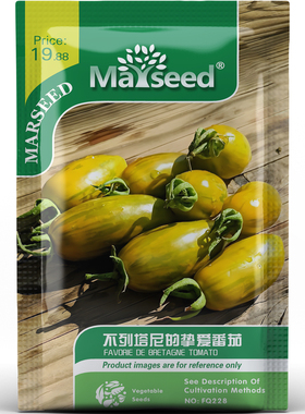 矮生不列塔尼的挚爱番茄种子种苗酸甜浓郁细腻阳台盆栽蔬菜B010