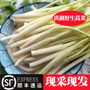 洪湖野生蒲菜篙菜野茭白的嫩芽蒲菜1/2/3斤新鲜篙菜蒲儿菜嫩芯